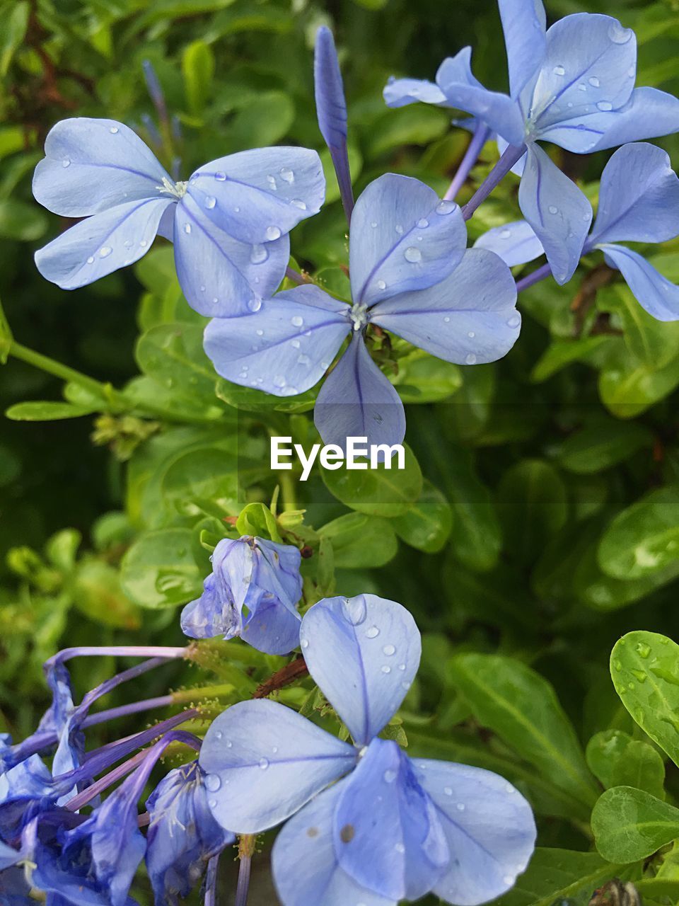 CLOSE-UP OF PURPLE FLOWERS BLOOMING IN SUNLIGHT