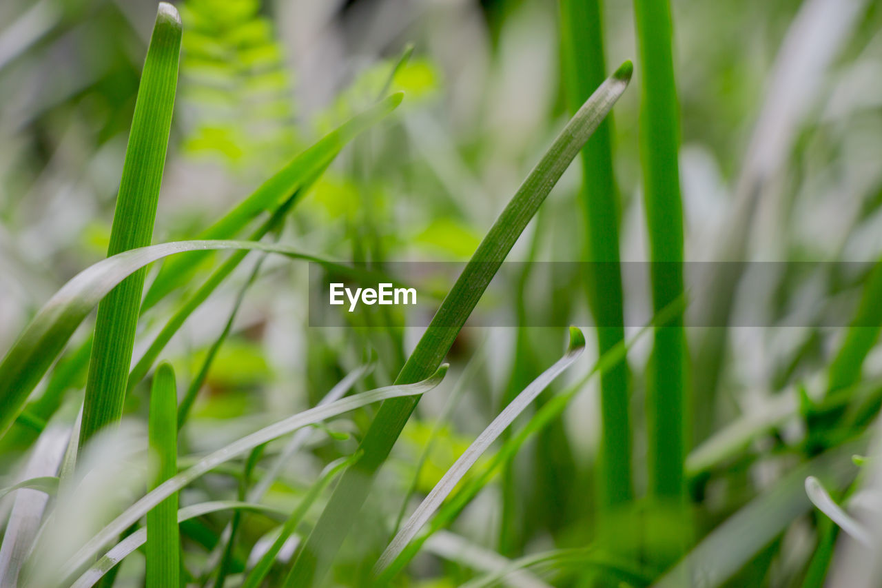 CLOSE-UP OF FRESH GREEN PLANT IN FIELD