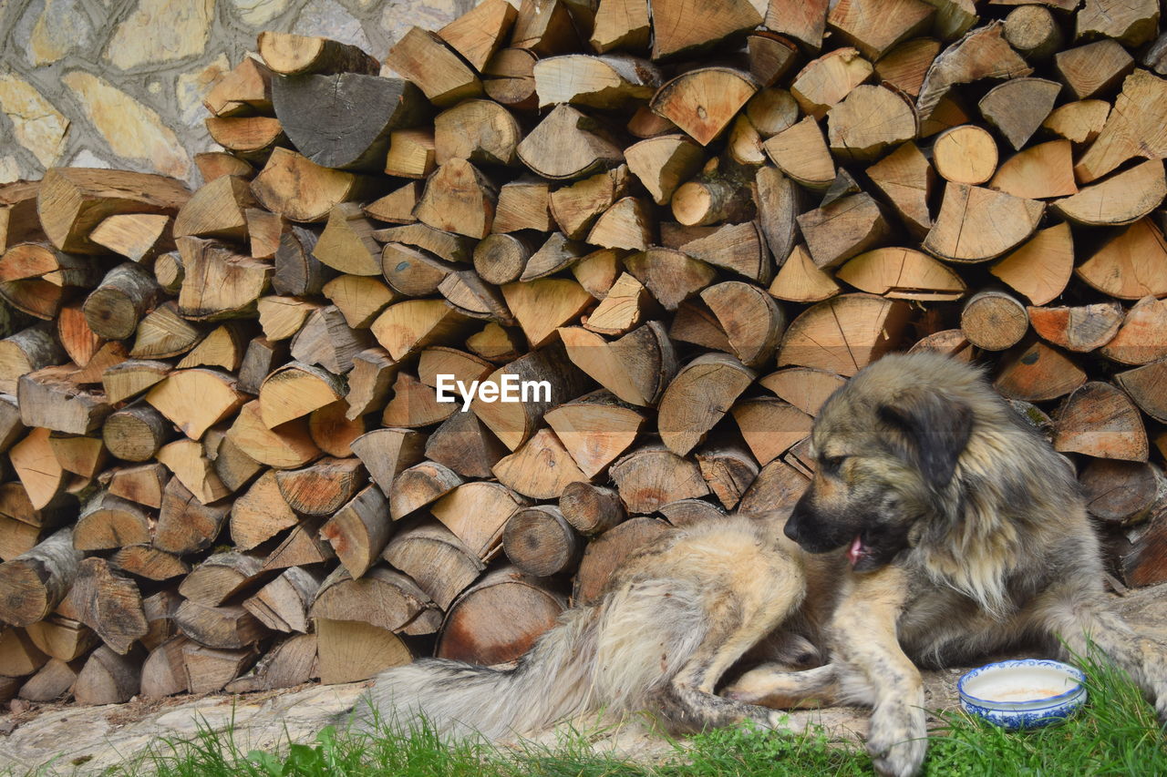 STACK OF LOGS