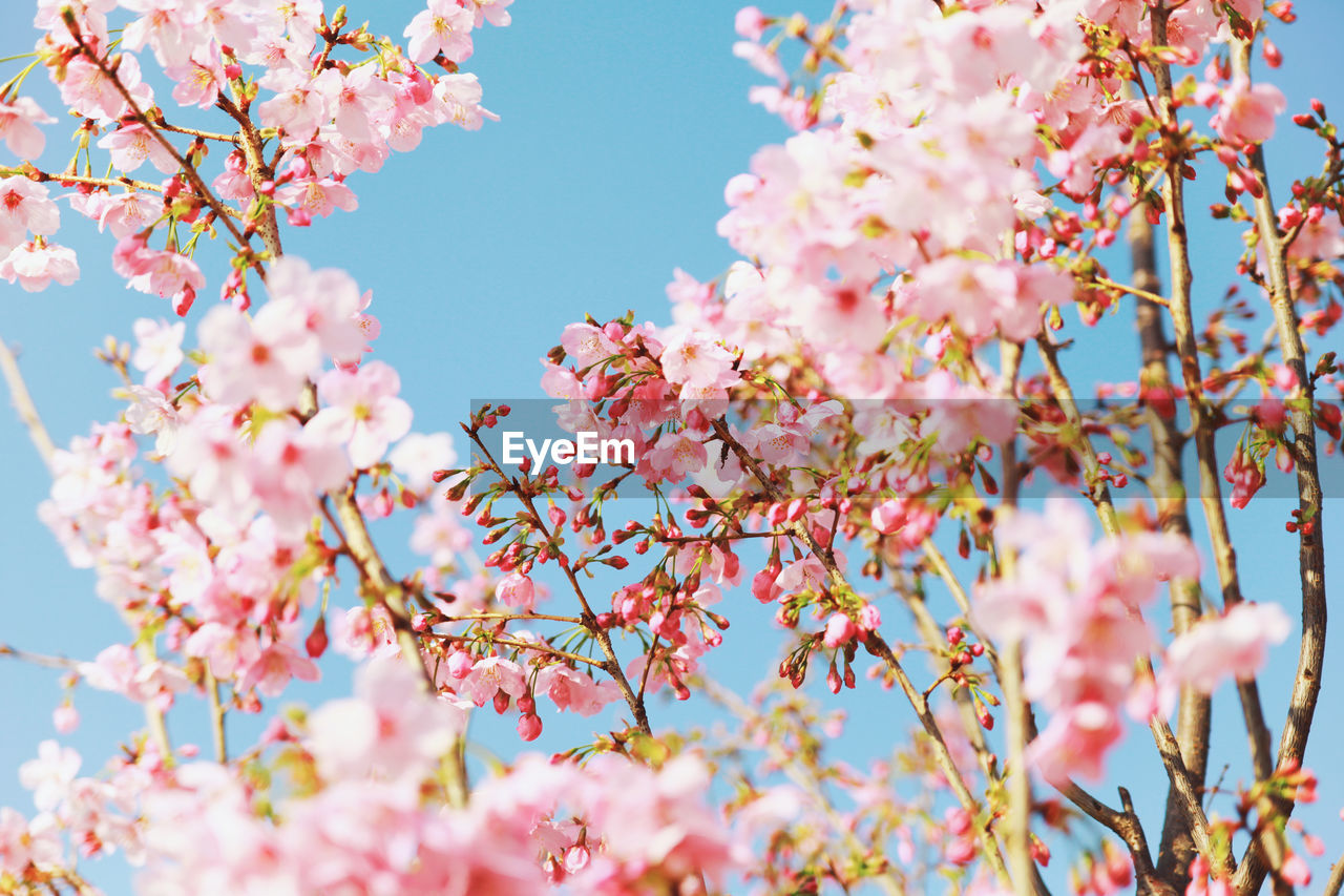 Low angle view of pink cherry blossoms against clear blue sky