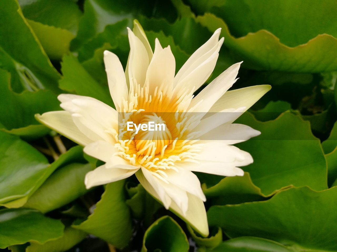 CLOSE-UP OF WHITE FLOWER BLOOMING IN PARK