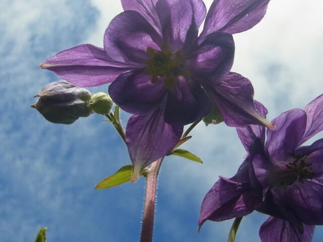 CLOSE-UP OF PINK FLOWERS BLOOMING AGAINST SKY