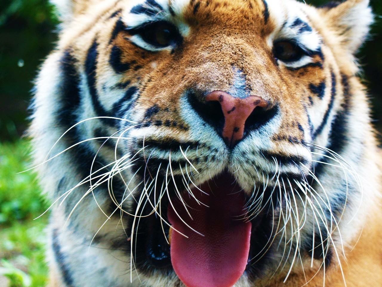 Close-up portrait of tiger sticking out tongue