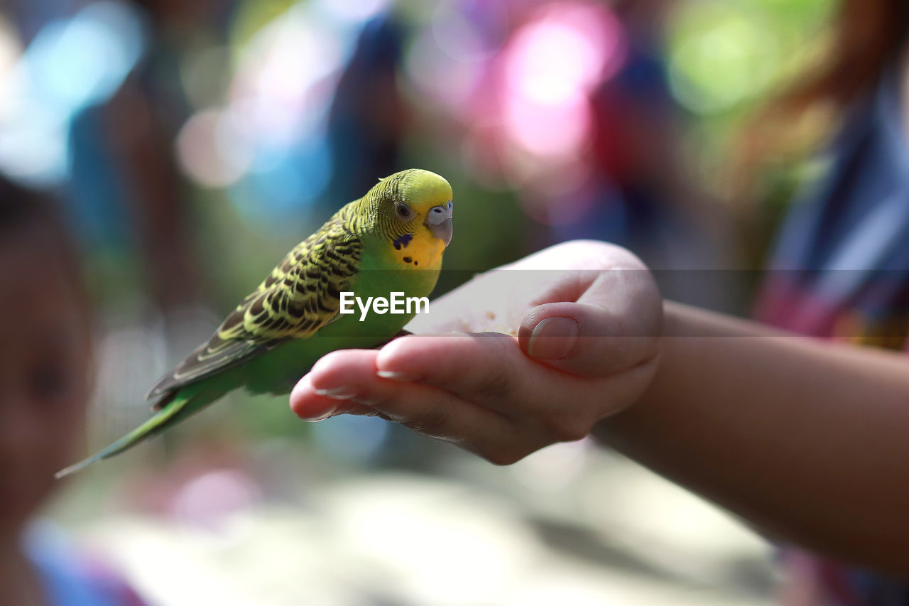 Close-up of hand feeding parakeet