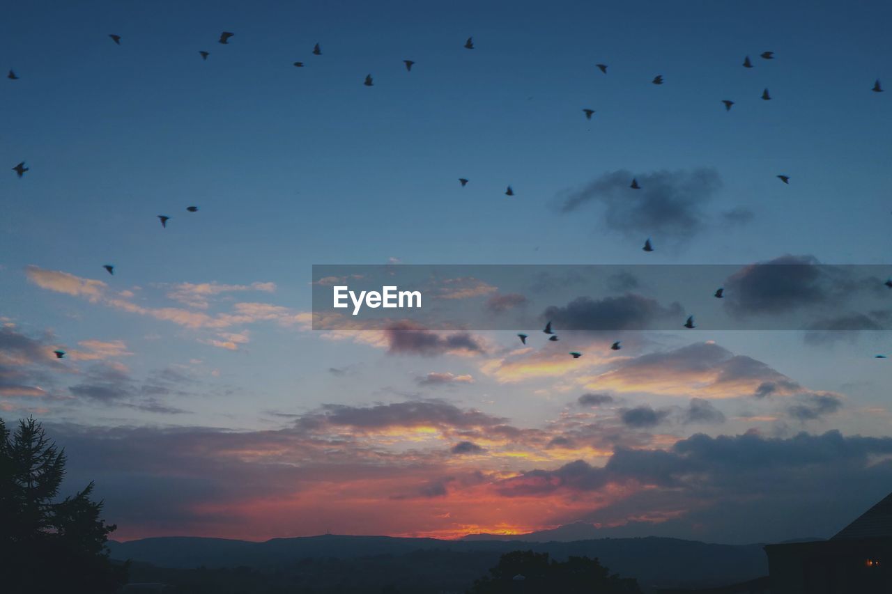 SILHOUETTE BIRDS FLYING IN SKY AT SUNSET