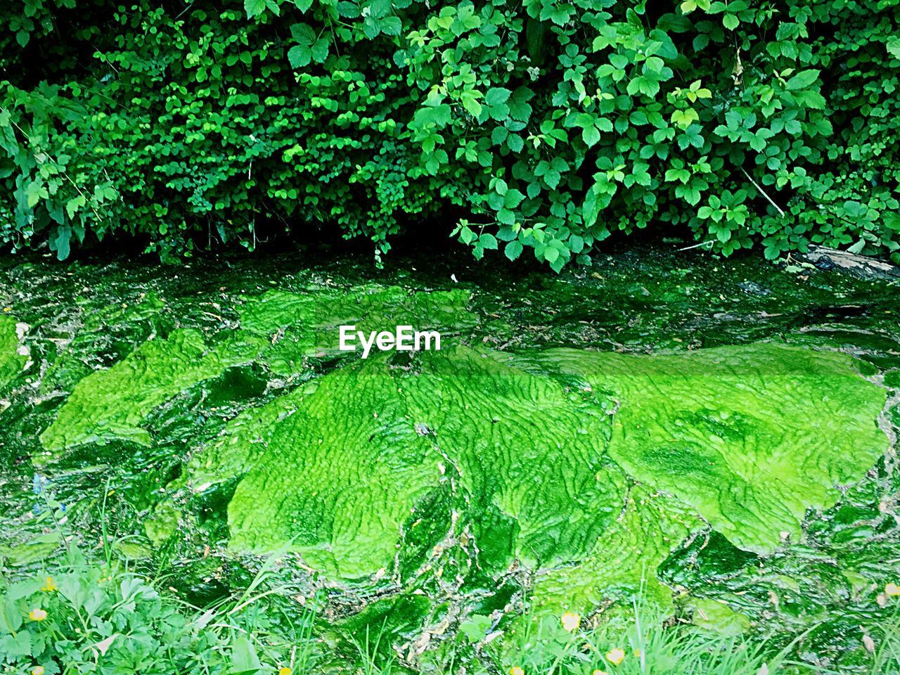 FULL FRAME SHOT OF GREEN PLANTS