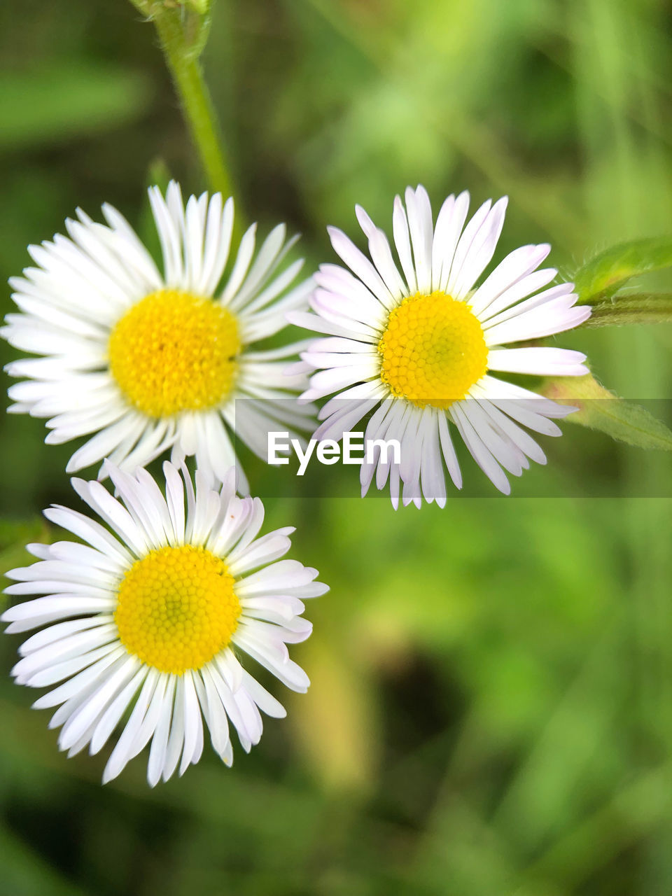 CLOSE-UP OF WHITE DAISIES