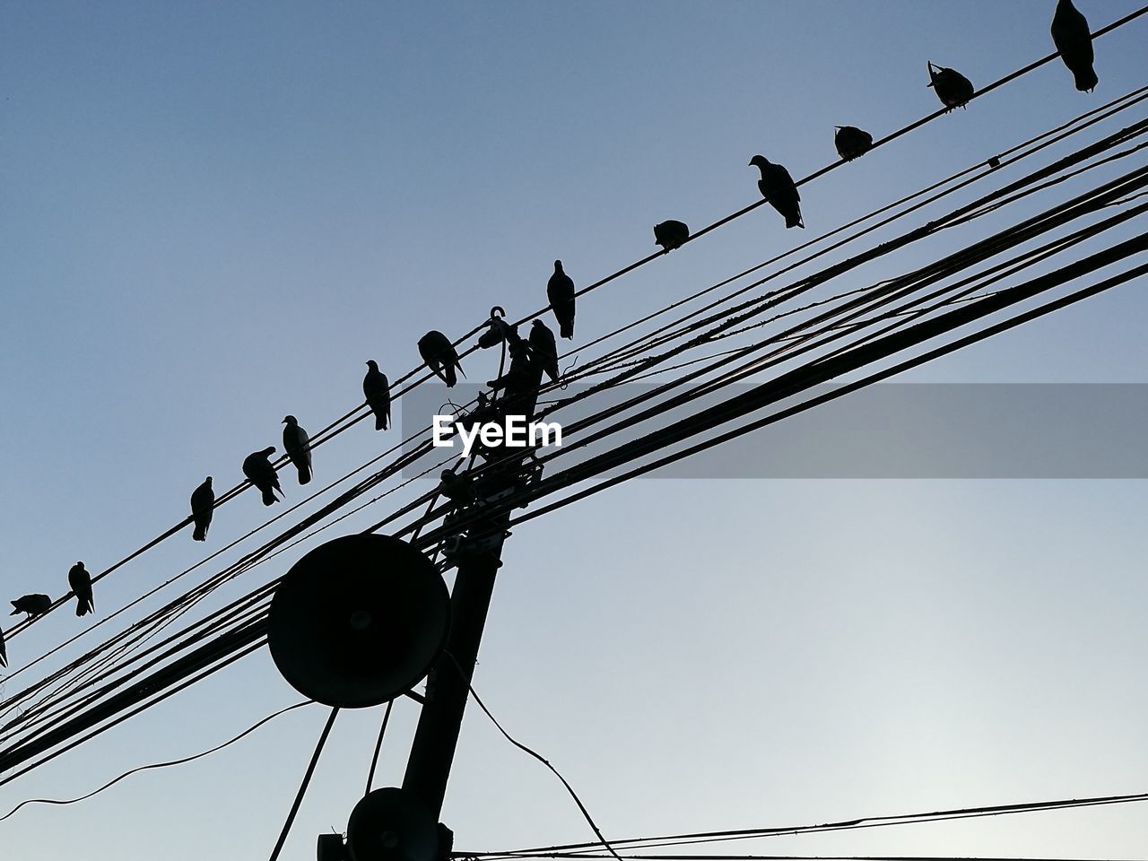 LOW ANGLE VIEW OF BIRDS PERCHING ON CABLE AGAINST CLEAR SKY