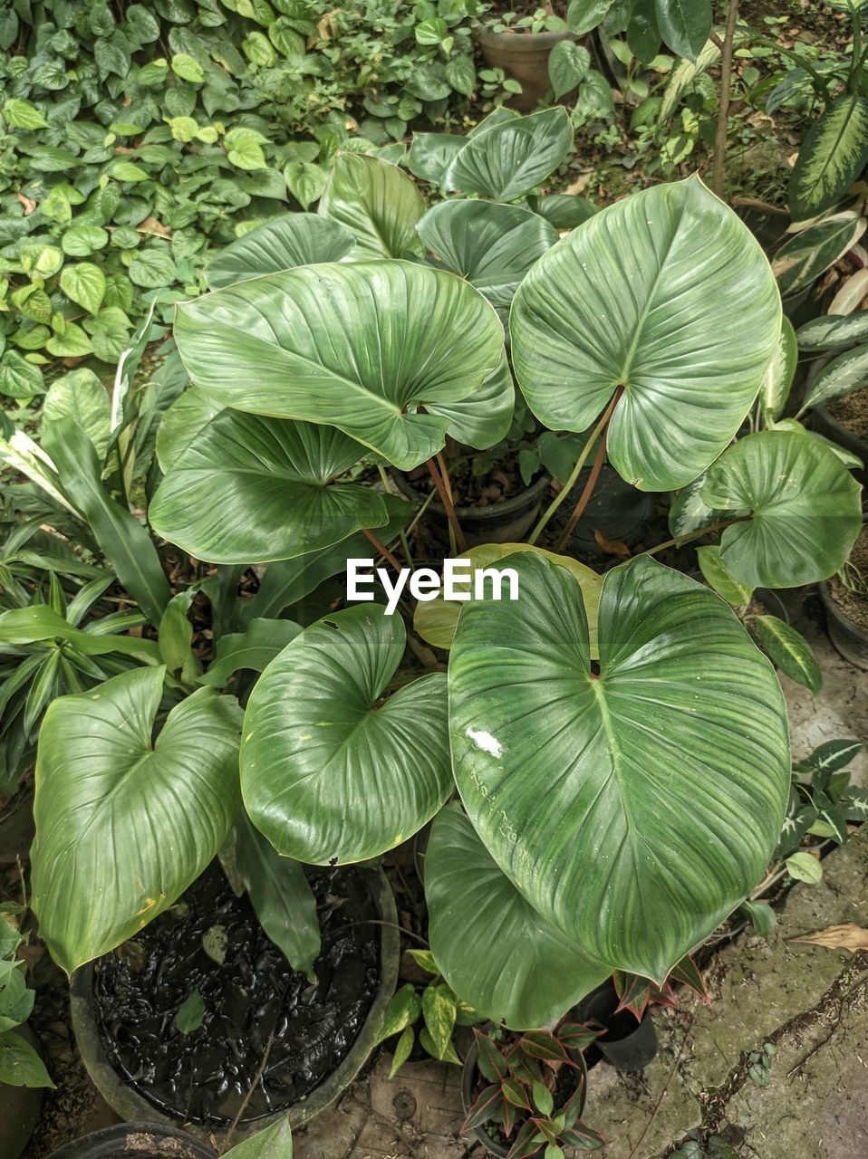 plant, growth, leaf, green, plant part, nature, flower, beauty in nature, high angle view, no people, land, freshness, garden, xanthosoma, field, day, food and drink, food, outdoors, agriculture, vegetable, produce, close-up, botany, healthy eating, tranquility, vegetable garden