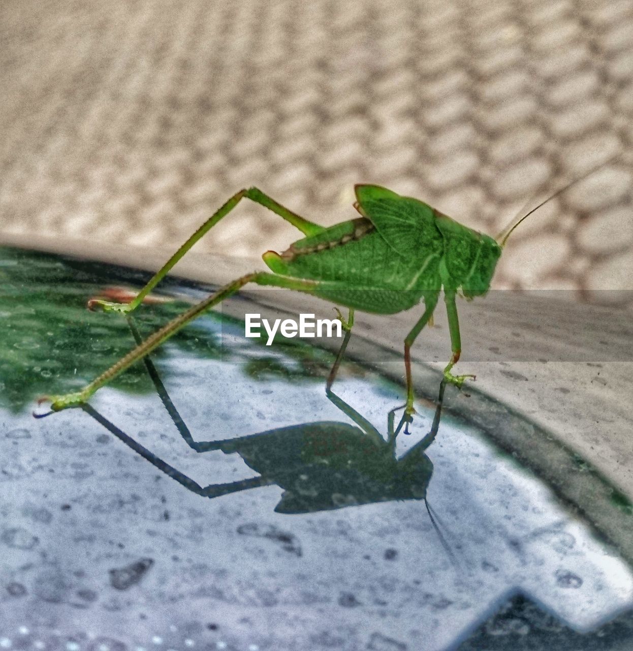 CLOSE-UP OF GREEN LEAF PERCHING ON FLOOR