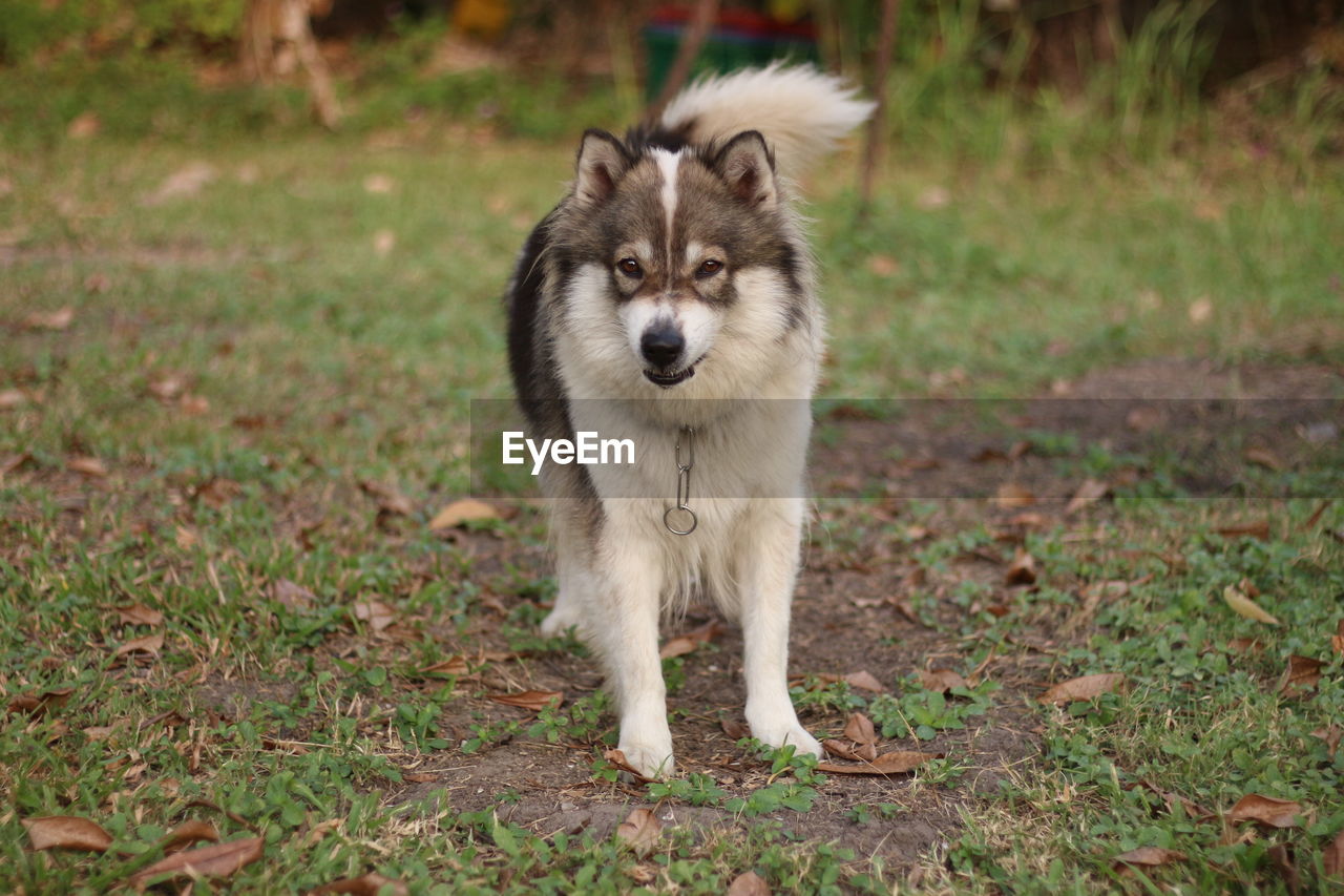 animal themes, animal, one animal, mammal, dog, pet, siberian husky, wolf, domestic animals, wolfdog, canine, portrait, grass, no people, nature, animal wildlife, looking at camera, wildlife, plant, full length, carnivore, day, outdoors, land, front view, sled dog