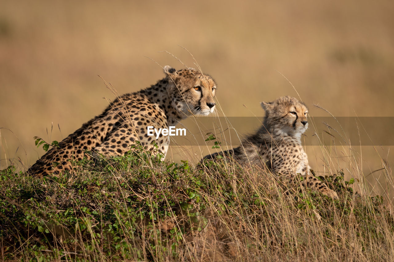 Cheetahs sitting on rock in forest