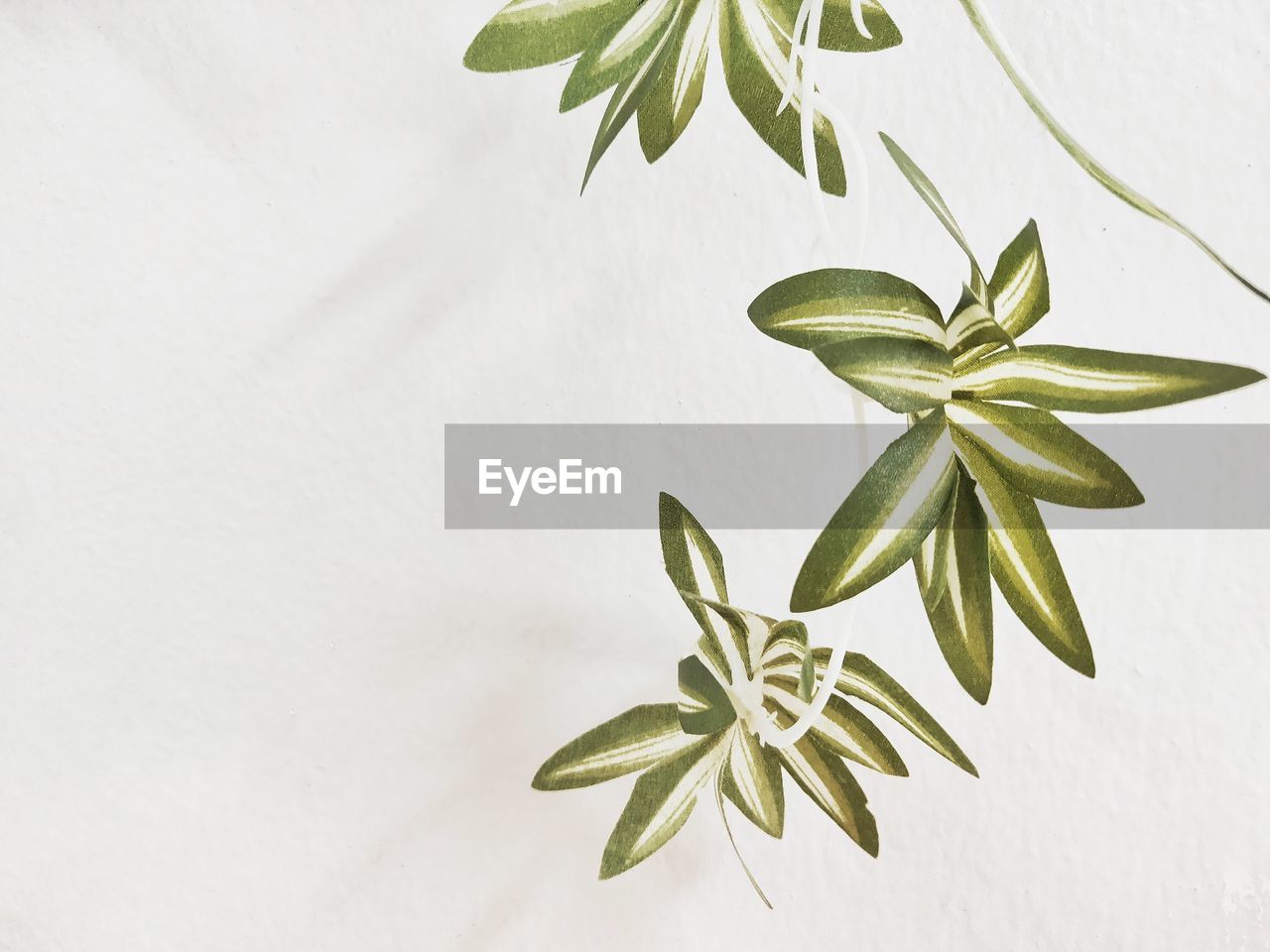 HIGH ANGLE VIEW OF FRESH GREEN PLANT AGAINST WHITE BACKGROUND