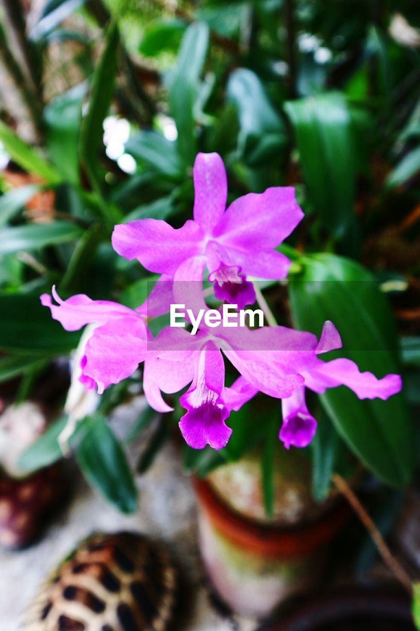 CLOSE-UP OF PURPLE FLOWERING PLANTS