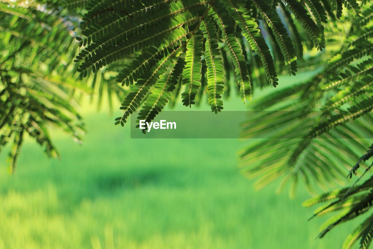 Close-up of palm tree leaves