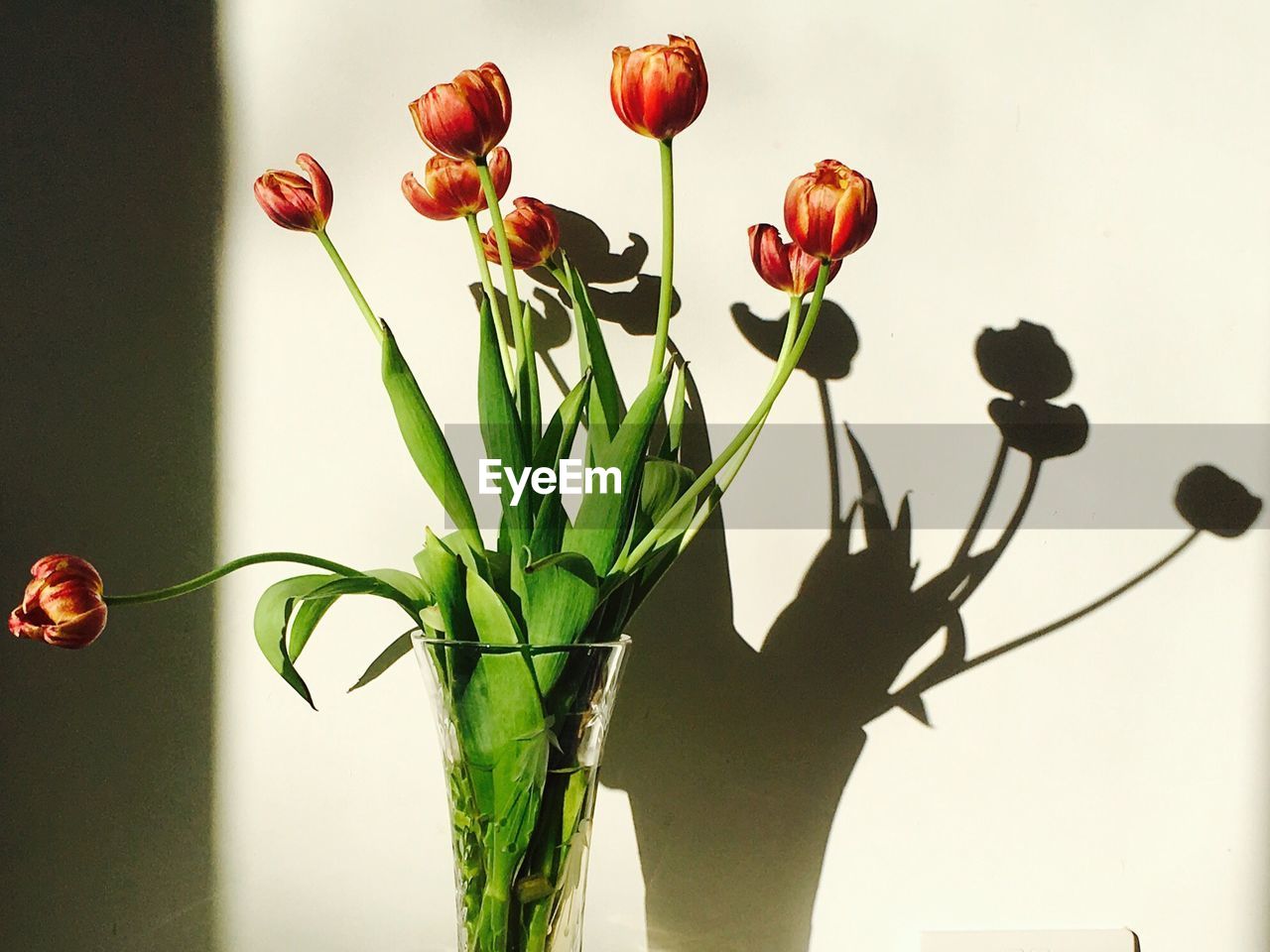 Close-up of flowers in vase