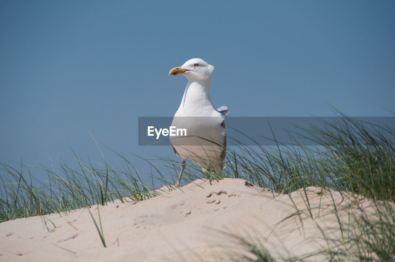 Seagull on sand