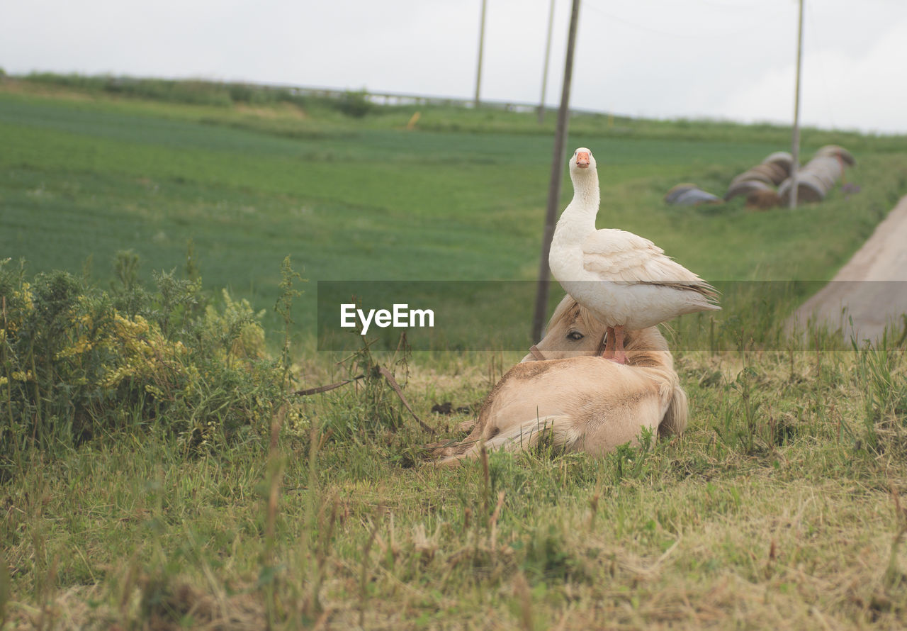 Goose on horse at field