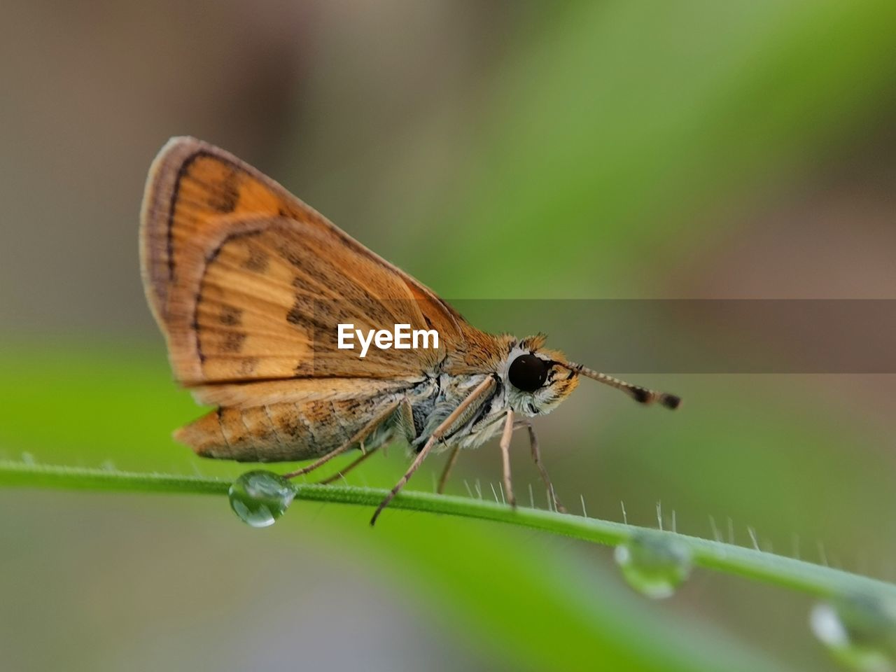 insect, animal, animal wildlife, animal themes, animal wing, nature, beauty in nature, one animal, wildlife, close-up, macro photography, butterfly, macro, plant, animal body part, moths and butterflies, plant part, leaf, perching, magnification, fragility, focus on foreground, no people, flower, environment, green, side view, full length, selective focus, wing, outdoors, summer, plant stem, resting, extreme close-up, freshness, tranquility, day, light, relaxation, flowering plant