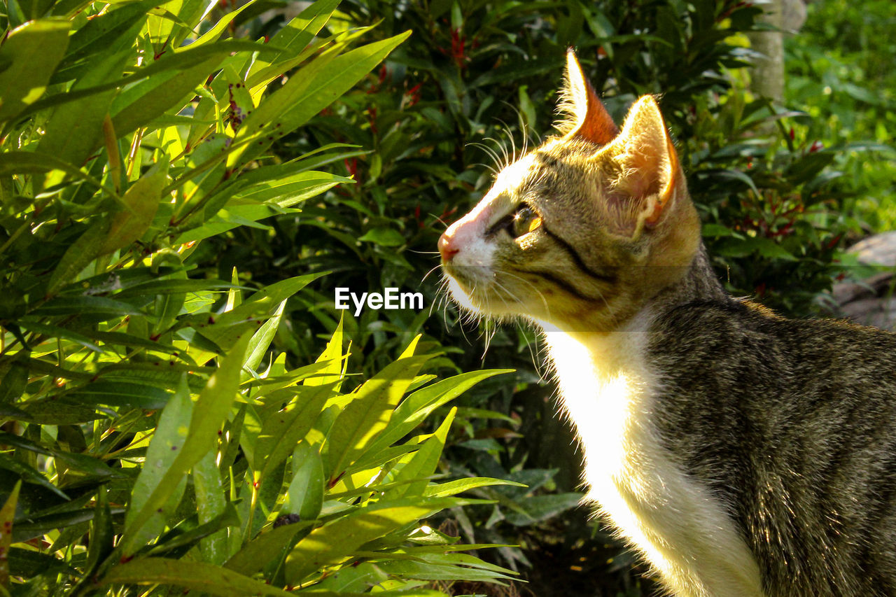 Little cat playing in the flower garden