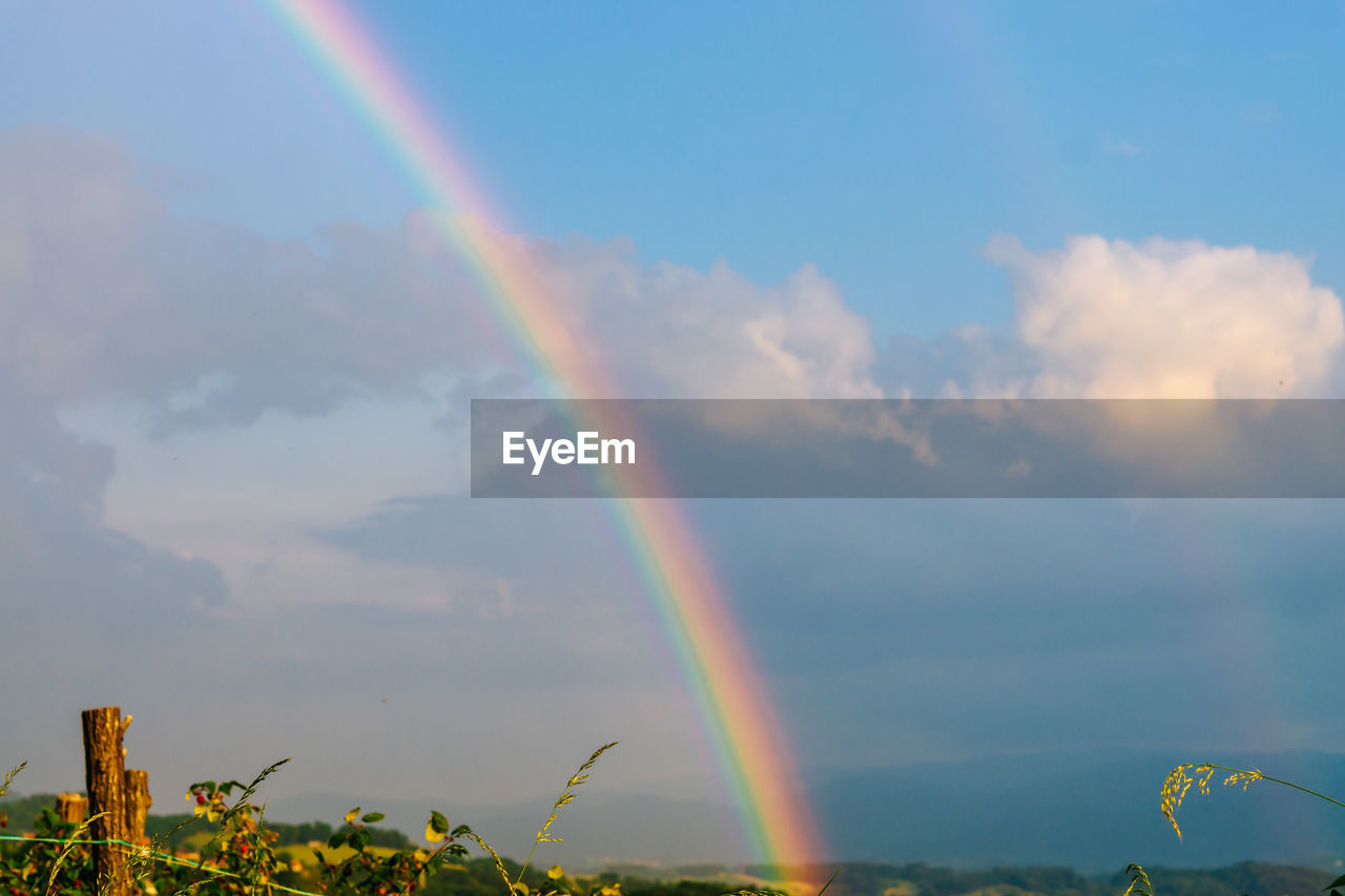 LOW ANGLE VIEW OF RAINBOW OVER TREES AGAINST SKY