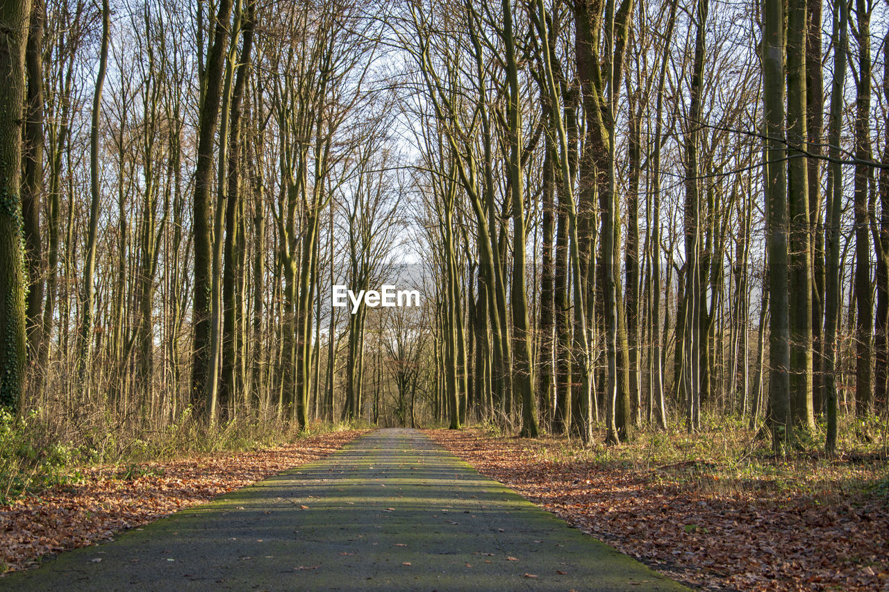 Empty road amidst trees in forest