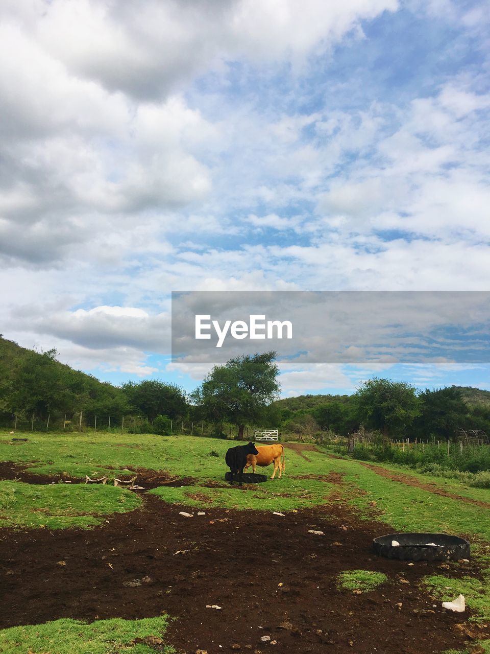 HORSES ON FIELD BY TREES AGAINST SKY