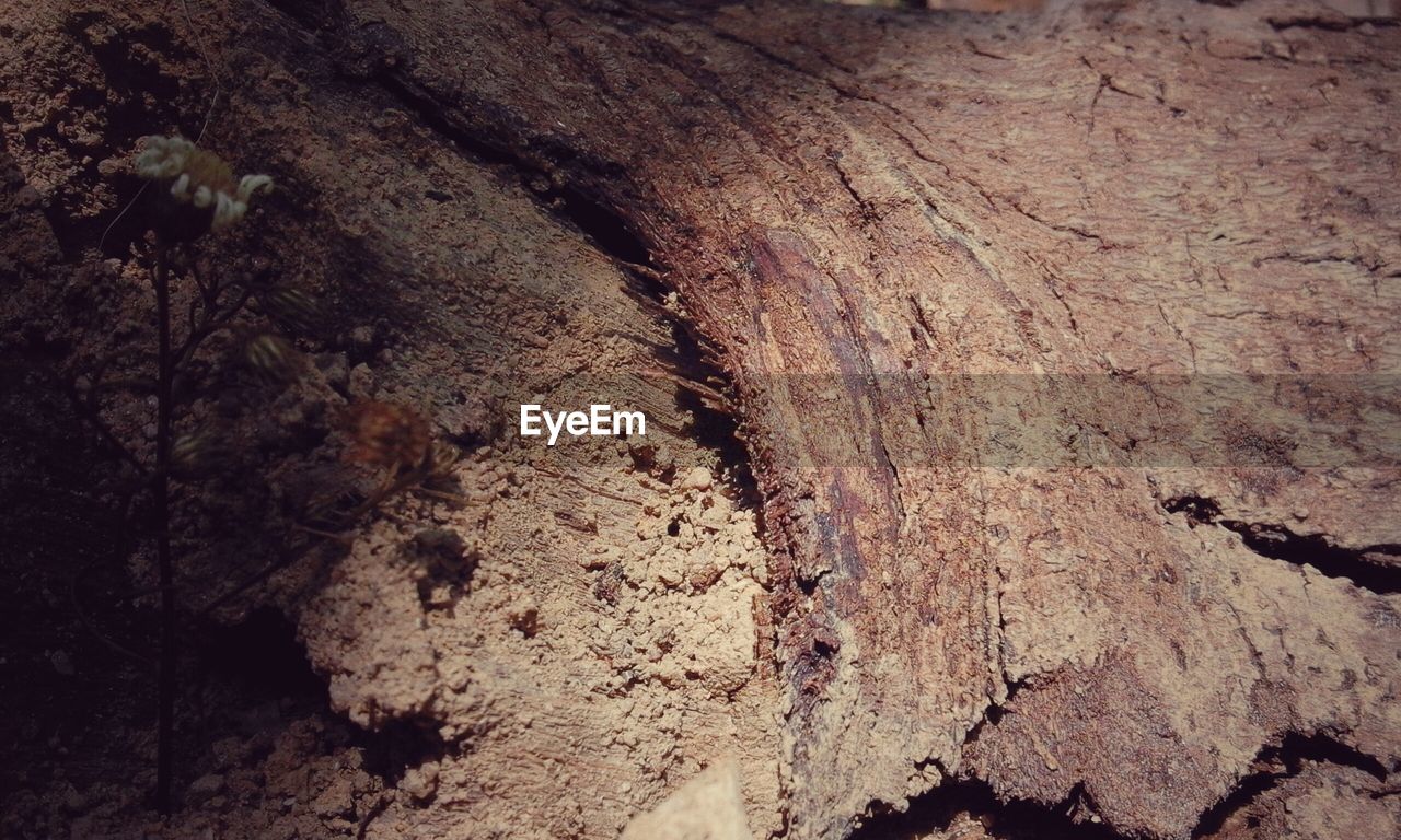 FULL FRAME SHOT OF WOOD