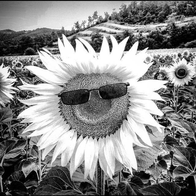 CLOSE-UP OF SUNFLOWERS