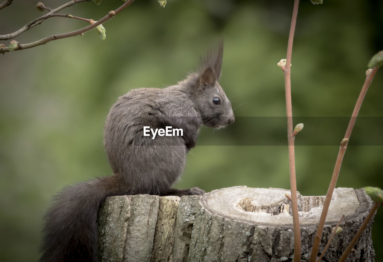 Close-up of squirrel on wood