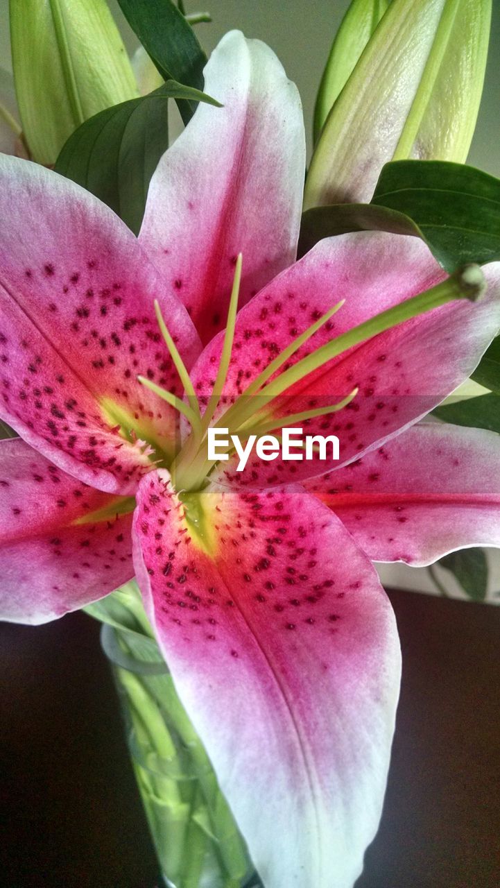 CLOSE-UP OF PINK FLOWERS