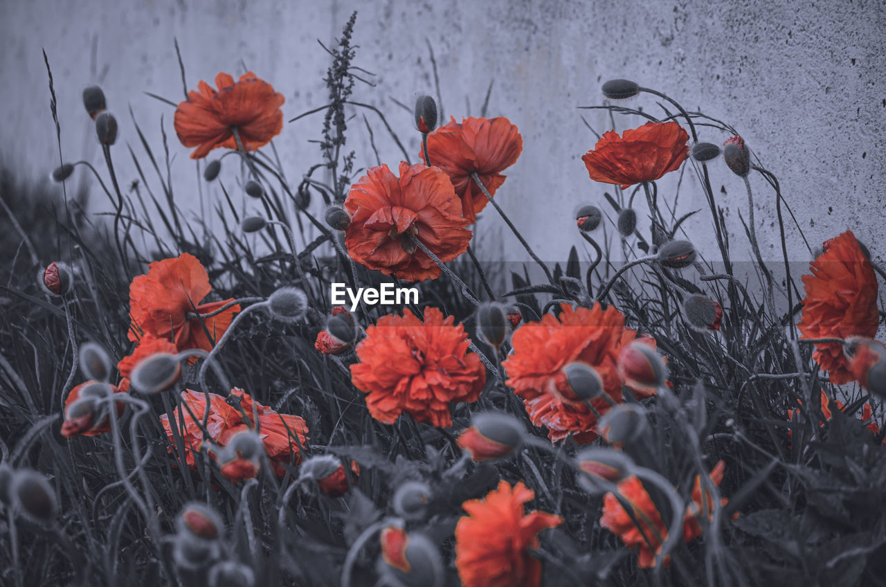 CLOSE-UP OF RED FLOWERS