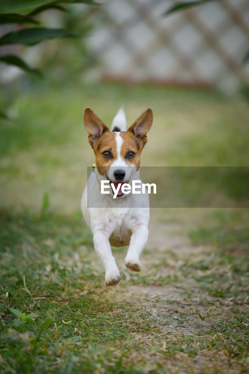 PORTRAIT OF WHITE DOG RUNNING ON FIELD