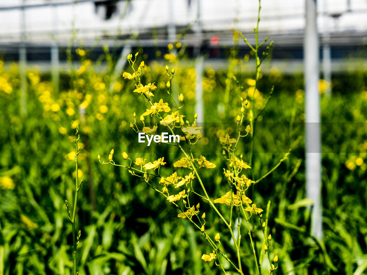 Close-up of yellow flowering plant on field