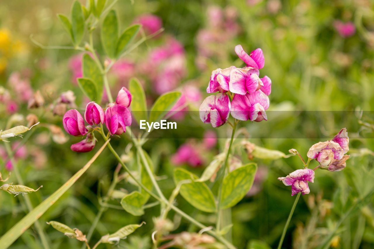 CLOSE-UP OF PINK FLOWERS