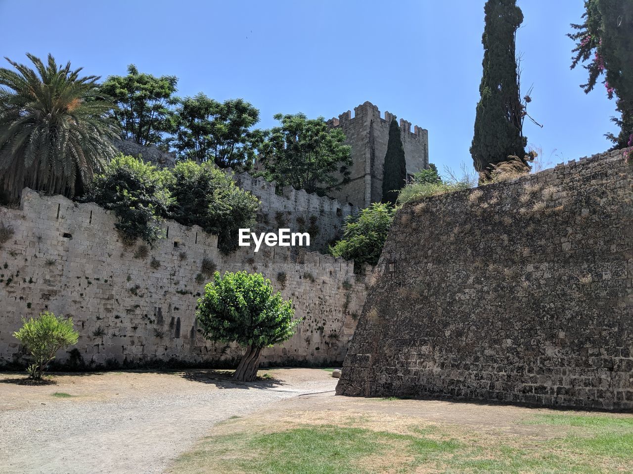 Plants growing on stone wall