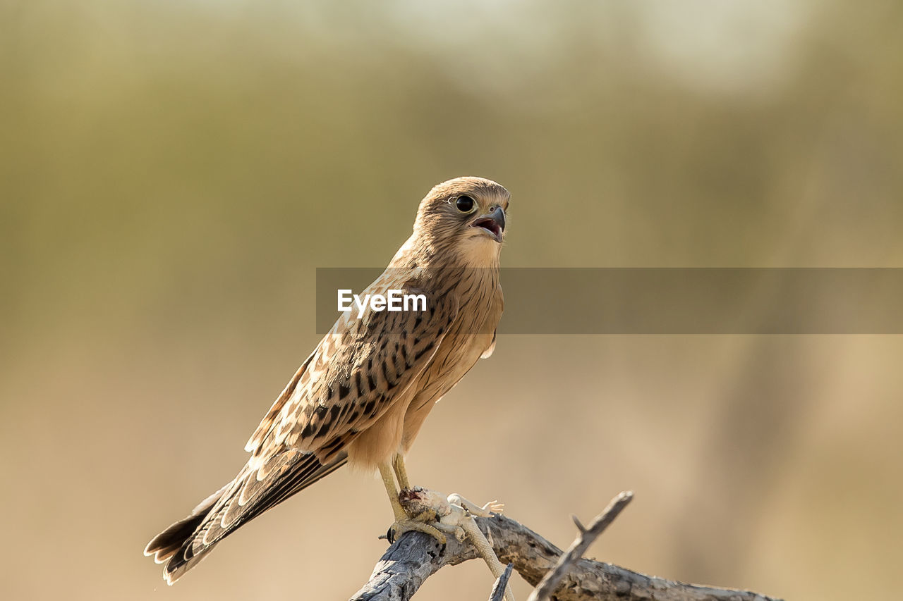 Close-up of bird perching on twig