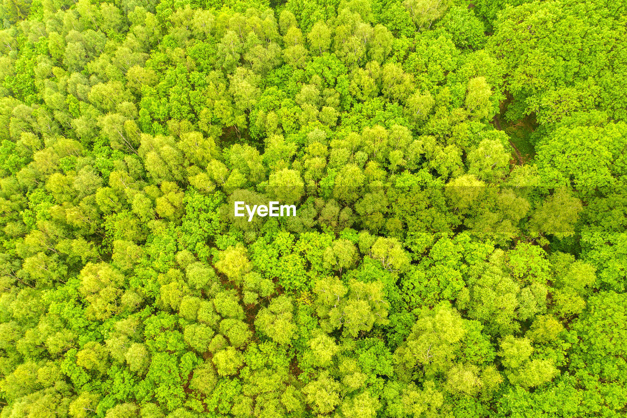 FULL FRAME SHOT OF FRESH GREEN PLANT