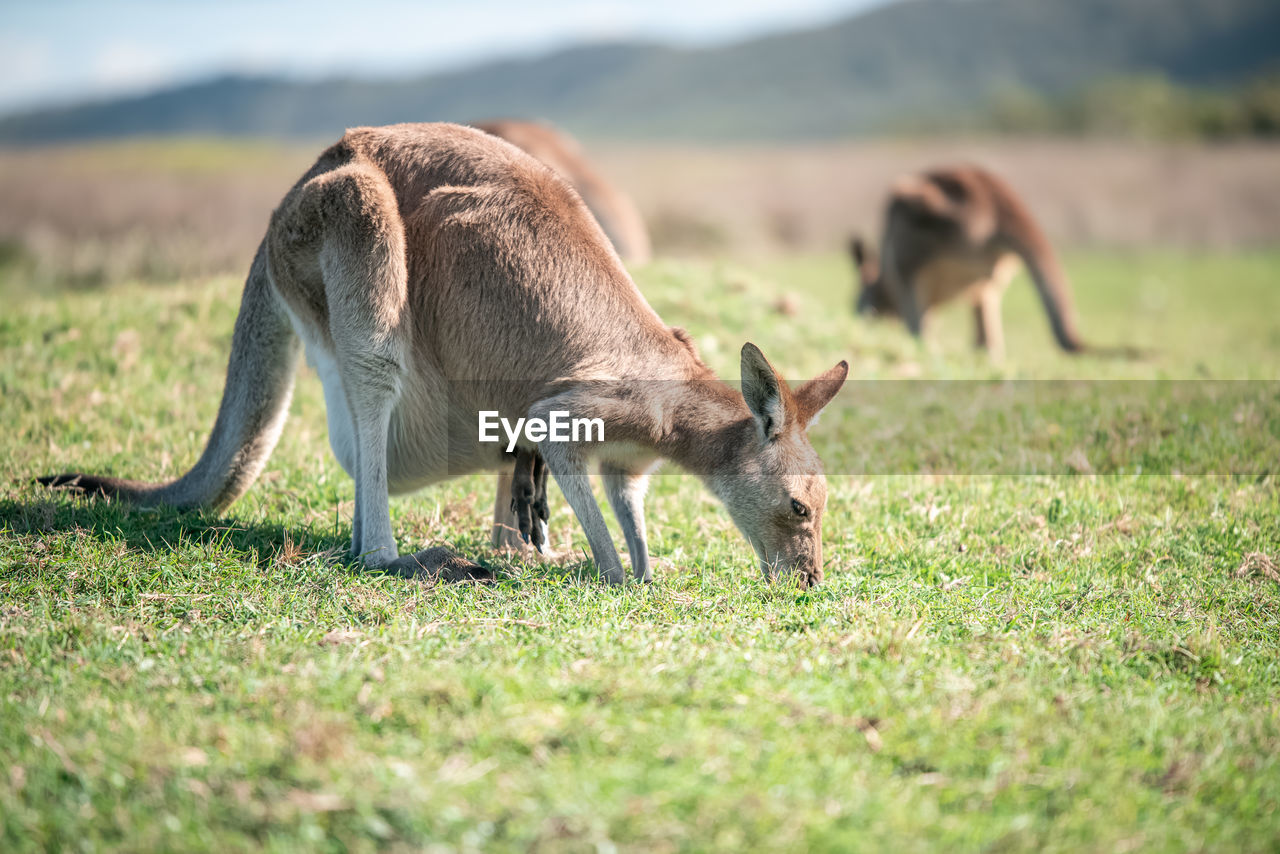 kangaroo, animal, animal themes, mammal, animal wildlife, grass, wildlife, grassland, nature, plant, one animal, no people, plain, wallaby, landscape, environment, outdoors, sky, field, travel destinations, selective focus, agriculture, tourism, land, prairie, full length, day, safari, meadow, eating, travel, young animal, side view, food, standing