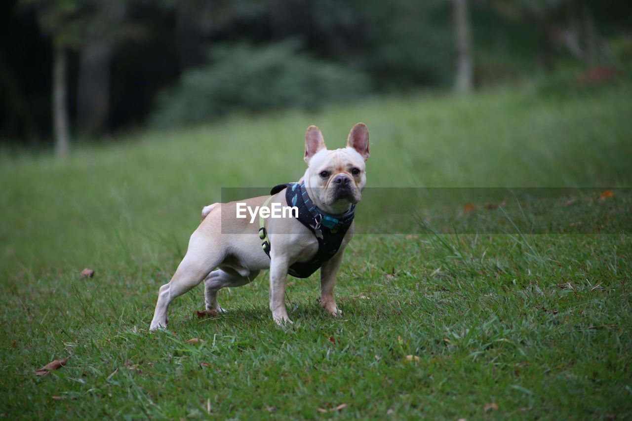 Dog running on grassy field