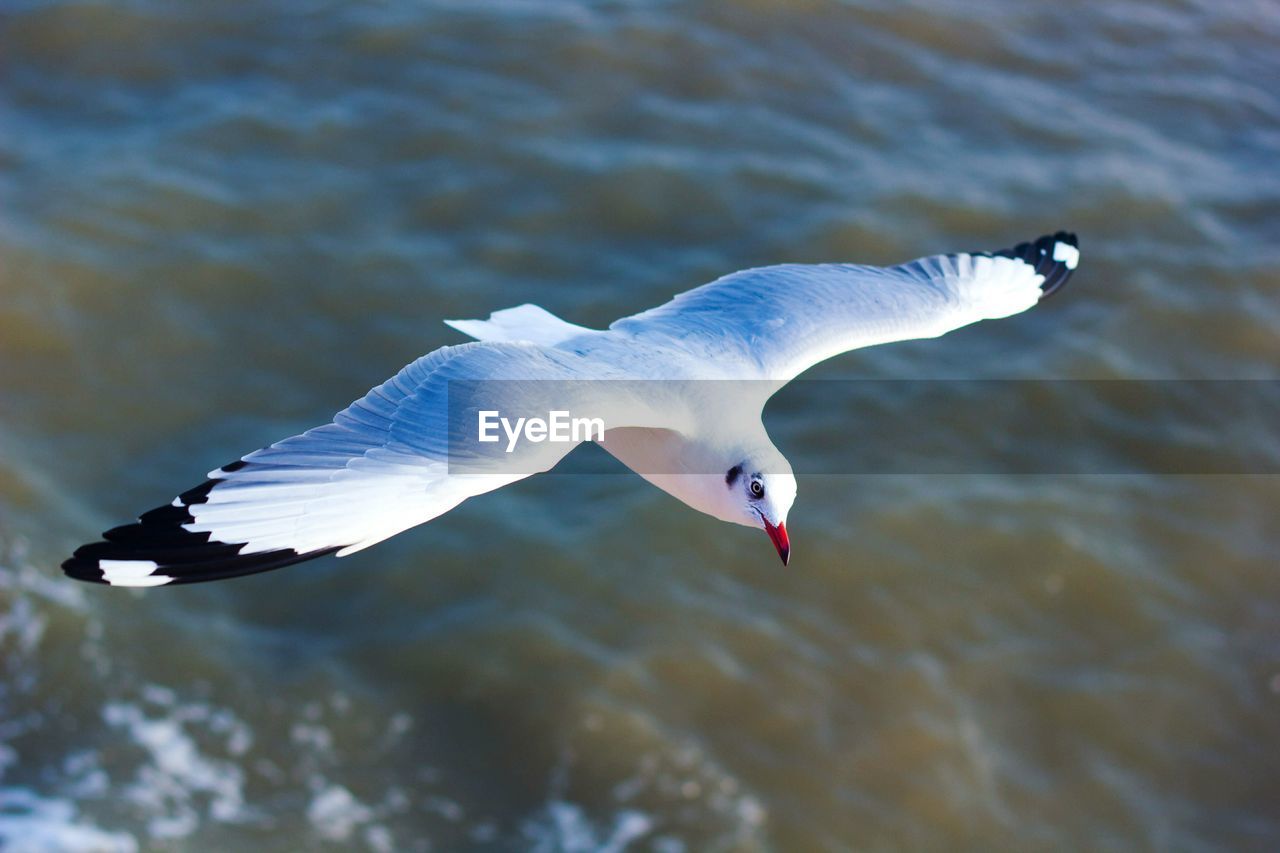 Close-up of seagull flying over water