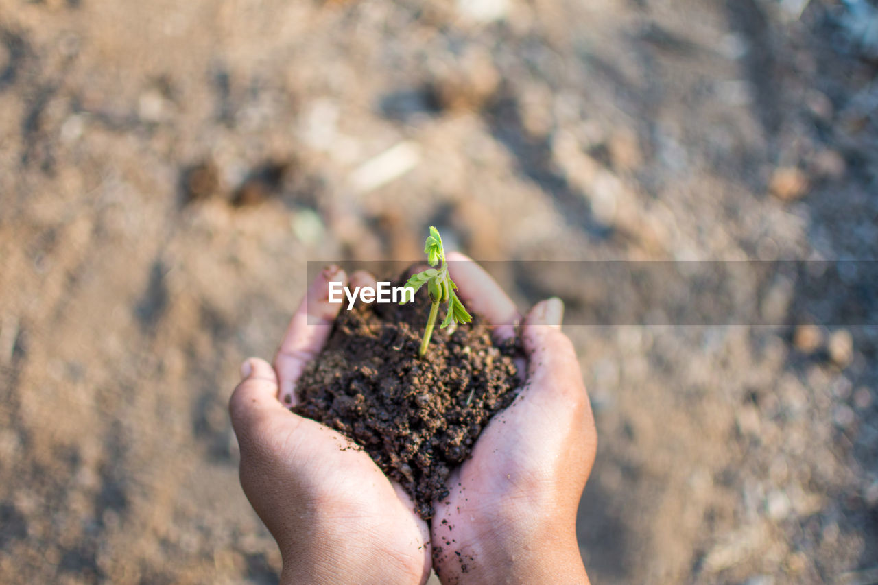 Close-up of hands holding seedling in soil