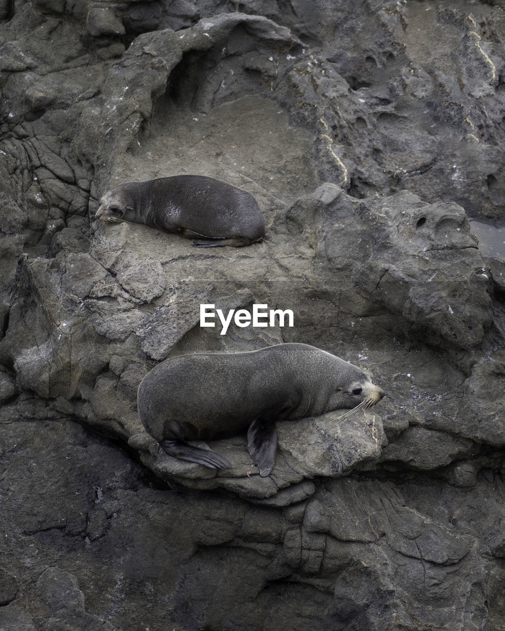 Seals resting near katiki point lighthouse in new zealand