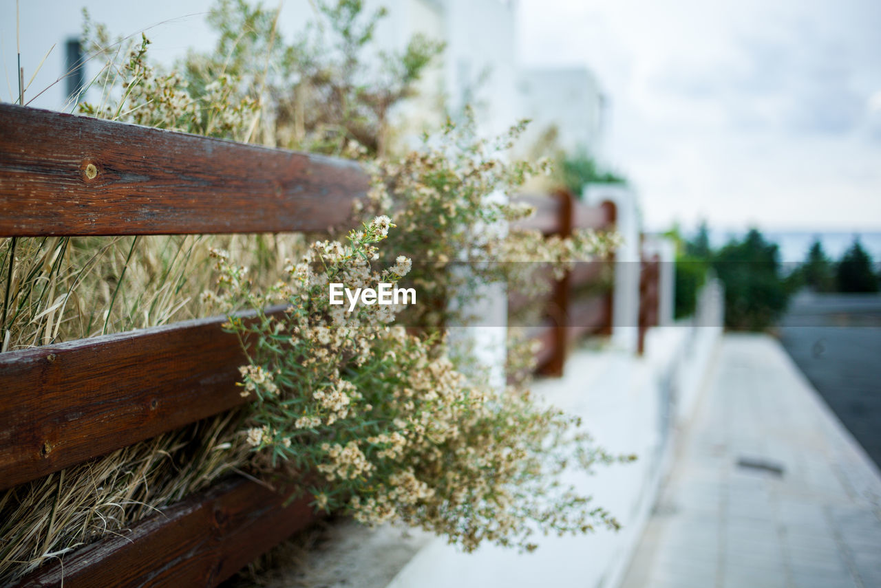 Close-up of plant against trees and building