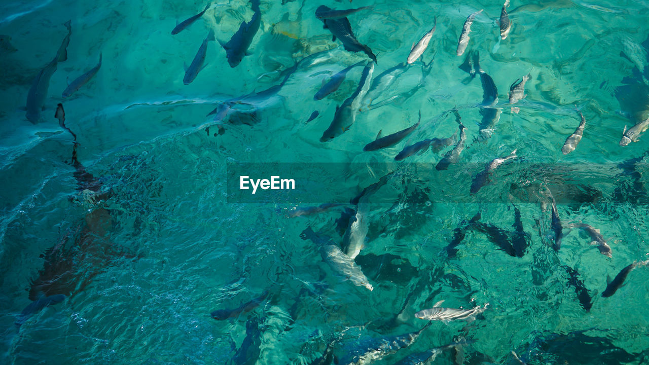 High angle view of bany shark swimming among school of fish abstract business opportunities