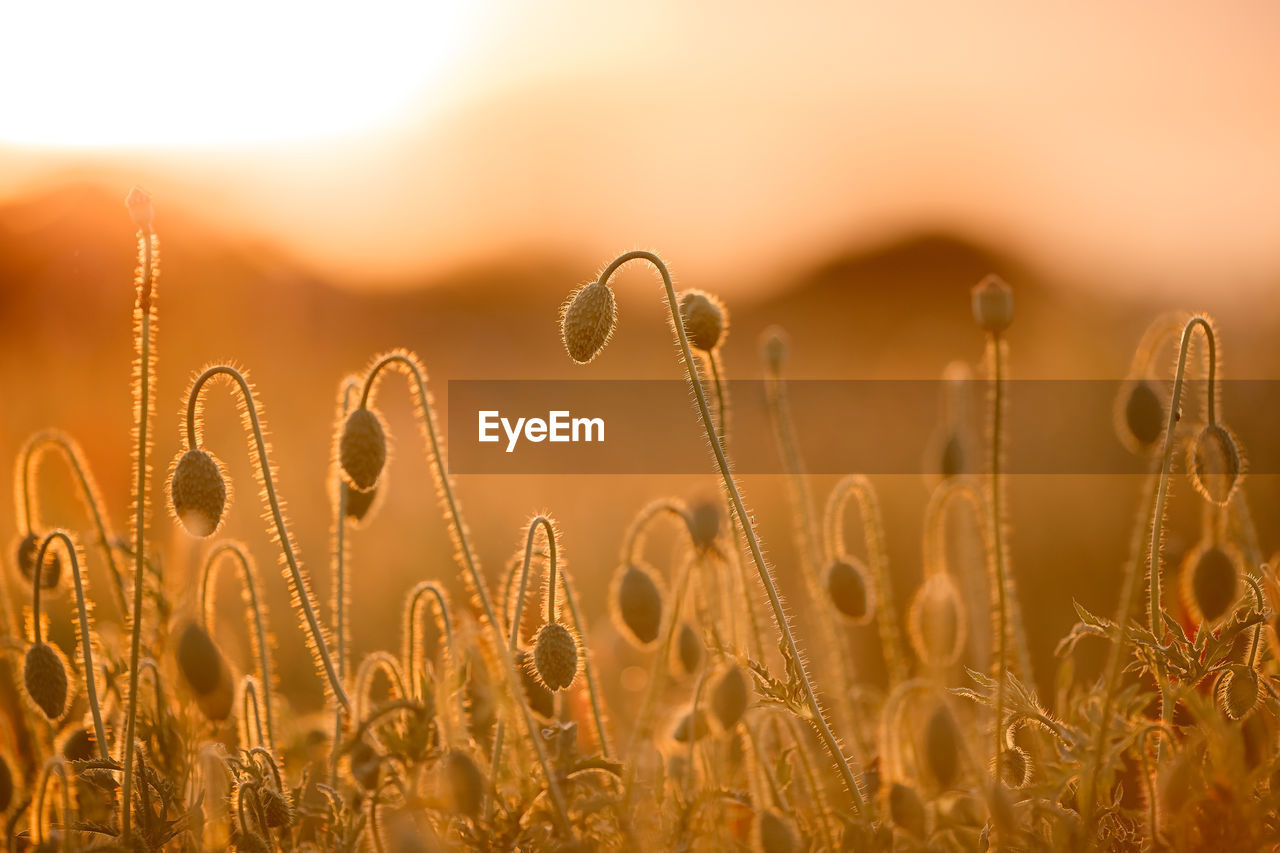 Close-up of stalks in field against sunset sky