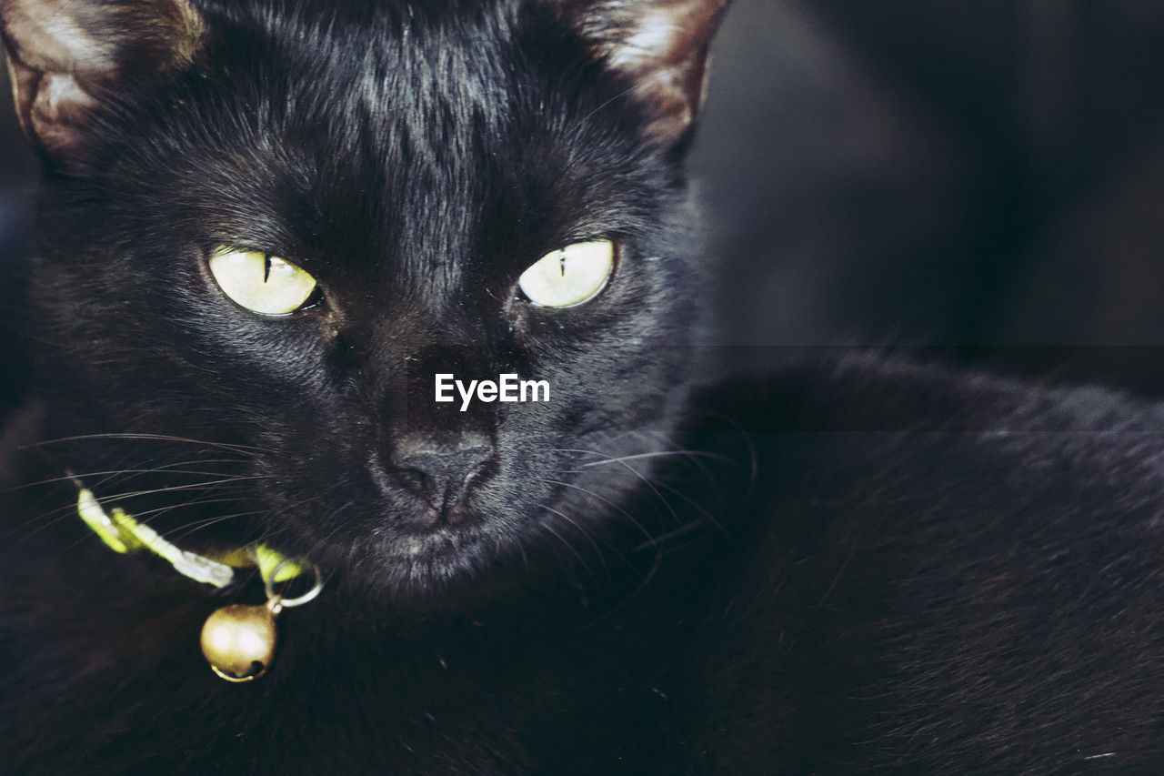 animal, animal themes, pet, mammal, cat, domestic animals, one animal, black, black cat, domestic cat, feline, whiskers, portrait, animal body part, small to medium-sized cats, looking at camera, close-up, felidae, eye, carnivore, no people, animal eye, animal hair, animal head, nose, indoors