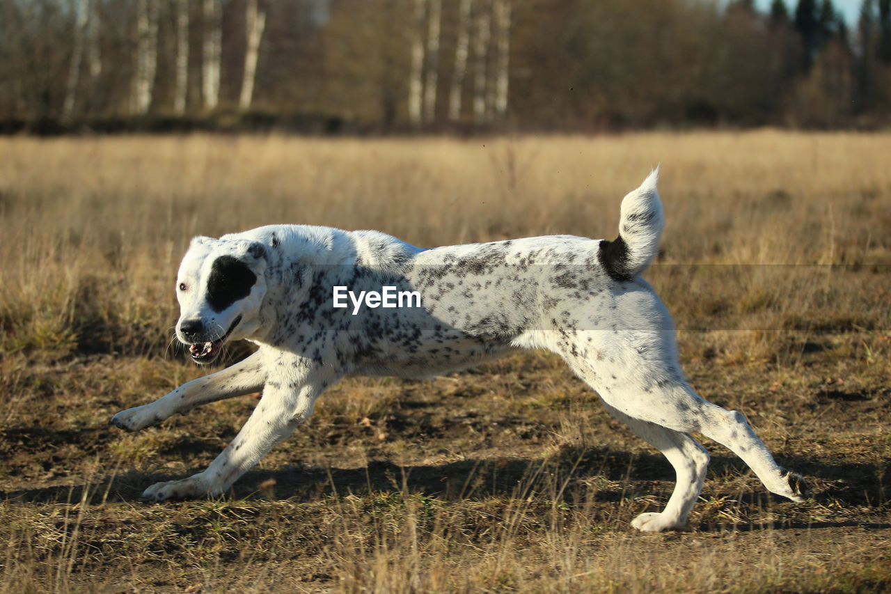 WHITE DOG ON GROUND