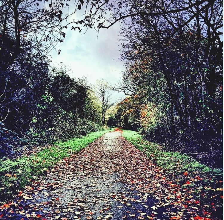 ROAD PASSING THROUGH FOREST