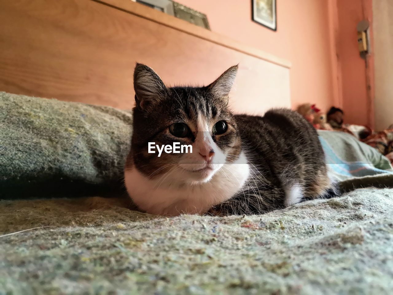 CLOSE-UP PORTRAIT OF CAT RELAXING